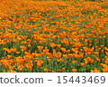 Orange Flower Field 15443469