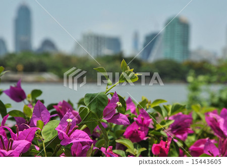 Thailand, Bangkok, Lake Park, full bloom Thailand, Bangkok, Lake Park, full bloom 15443605