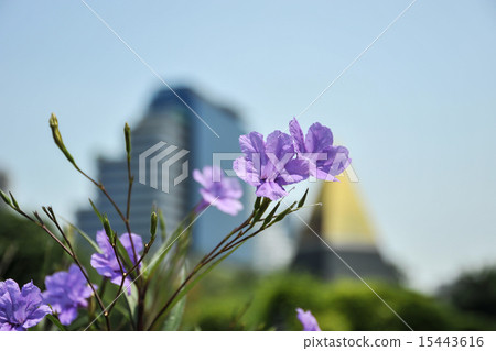 Thailand, Bangkok, Bencharishi Park, 15443616