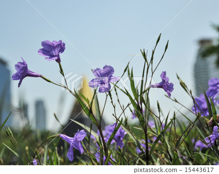 Thailand, Bangkok, Bencharishi Park 15443617