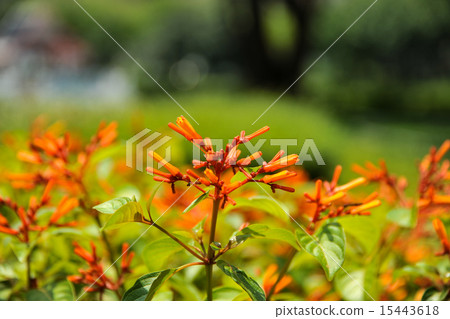 Thailand, Bangkok, Bencharishi Park 15443618