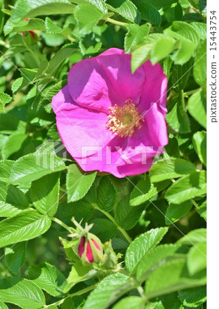 芬芳的Hamanas花 15443754