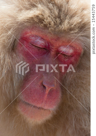 Close the monkey eyes 15443759