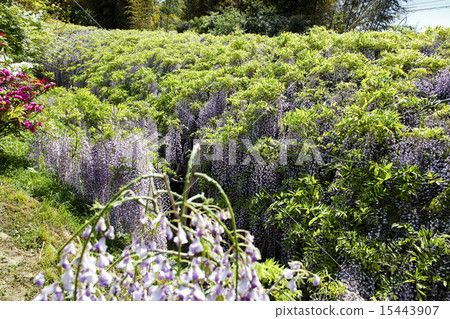 Kawachi Fuzen Kawachi Fuzen 15443907