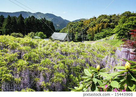 Kawachi Fuzen Kawachi Fuzen 15443908