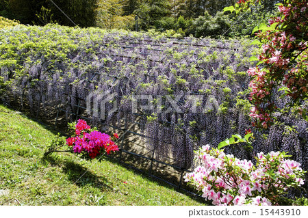 Kawachi Fuzen Kawachi Fuzen 15443910