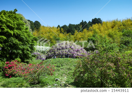 Kawachi Fuzen 15443911