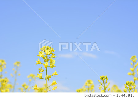 油菜花和藍天 15443913
