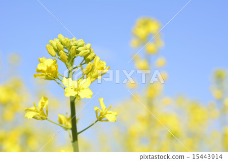 油菜花和藍天 15443914