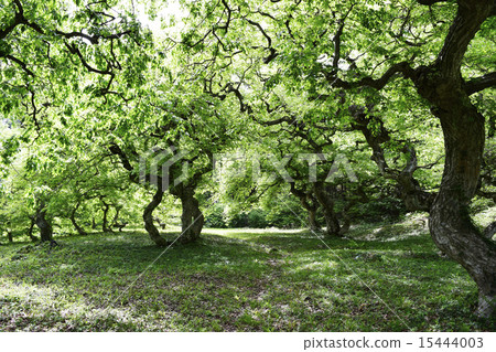 早上的Tengshige社區 15444003