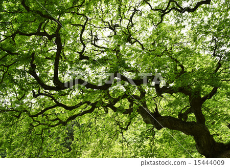 早上的Tengshige社區 15444009