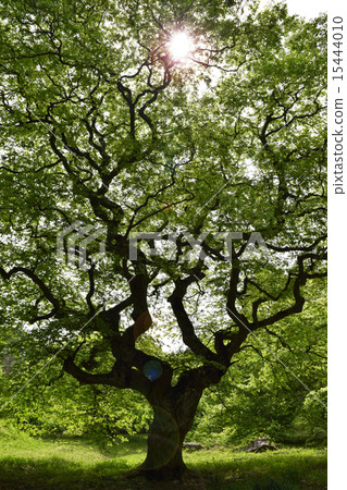 早上的Tengshige社區 15444010