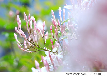 茉莉花 15444039