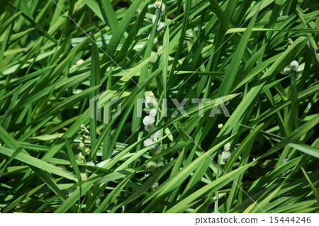 My name is Mikuri Mikuri. 15444246