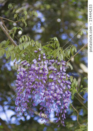 Yamafuji Yamafuji 15444283