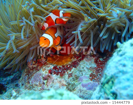 Clown anemonefish protecting eggs Clown anemonefish protecting eggs 15444779