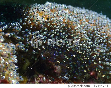 Egg of a toeaca anemone fish on the verge of hatchout. A lot of eyeballs Egg of a toeaca anemone fish on the verge of hatchout. A lot of eyeballs 15444781