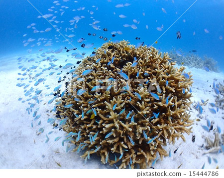 Devasuzumei 15444786