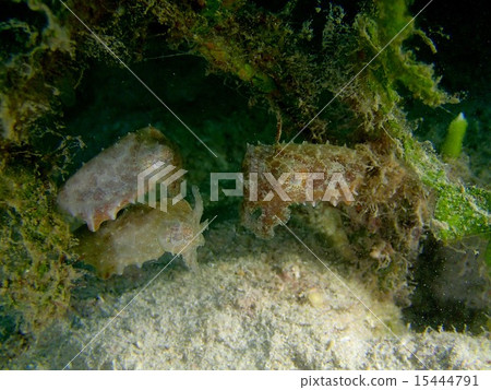 3個兄弟與寶貝寶貝寶貝 15444791