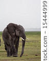 Elephant after rain at Amboseli 15444999
