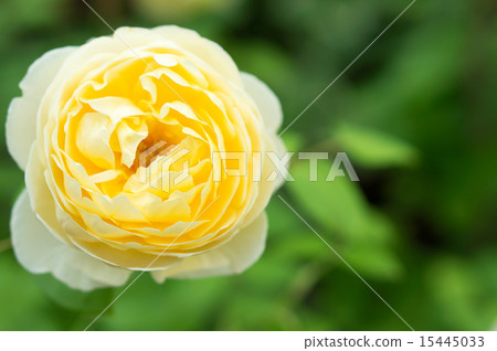 Rose (Charlotte) 15445033