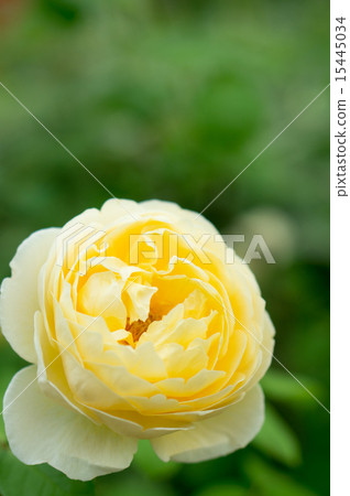 Rose (Charlotte) 15445034