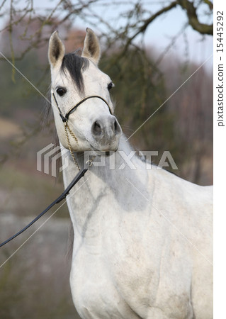 Amazing arabian horse with show halter 15445292