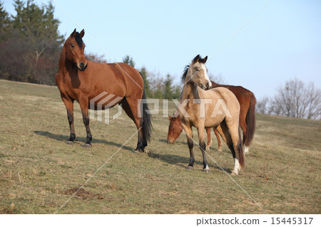 Batch of horses on autumn pasturage 15445317