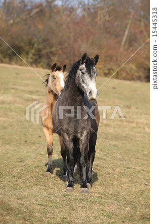 Two horses looking at you Two horses looking at you 15445318