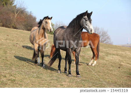 Batch of horses on autumn pasturage 15445319