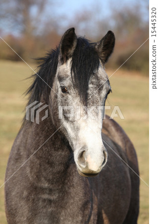 Adorable pony in autumn Adorable pony in autumn 15445320