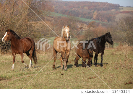 Batch of horses on autumn pasturage Batch of horses on autumn pasturage 15445334