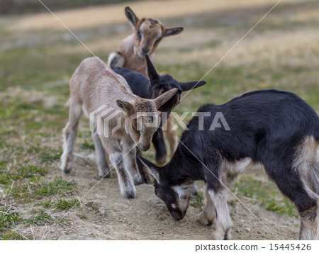山羊 15445426