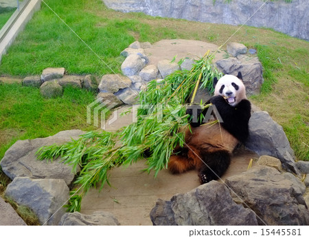 giant panda 15445581