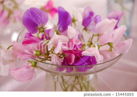 Sweet peas flower 15445893