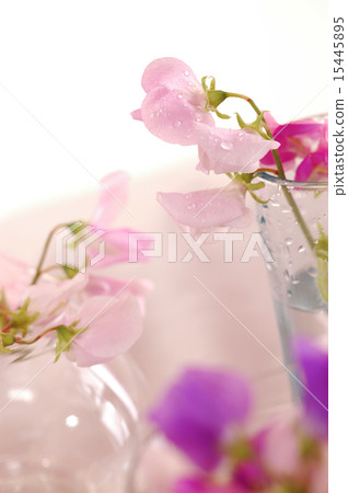 Sweet peas flower 15445895