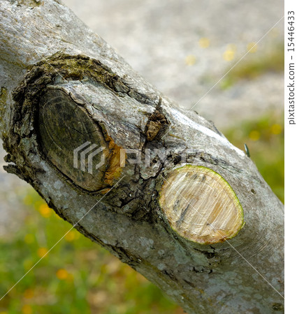 Cutting dead branches and/or damaged olive tree.  15446433