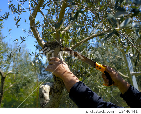 Pruning olive tree of apulia. Pruning olive tree of apulia. 15446441