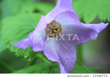 Flowers of Shirane aoi Flowers of Shirane aoi 15446774