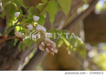 Fuji flower bud 15446813