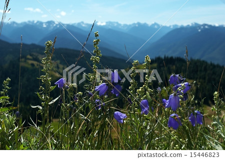 Hurricane Ridge Hurricane Ridge 15446823