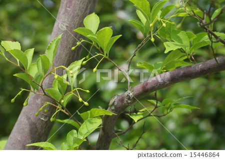 Egonoki的藍色水果 Egonoki的藍色水果 15446864