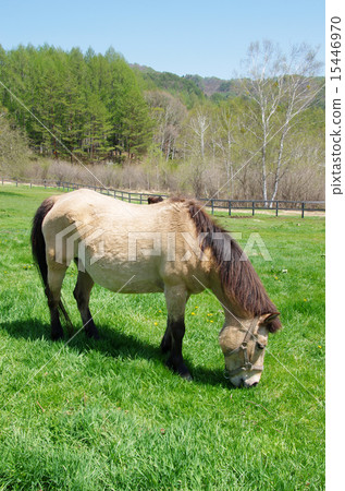 Kiso Ma（Kiso Ma的村莊） 15446970