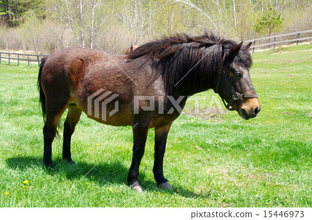 Kiso Ma（Kiso Ma的村莊） 15446973