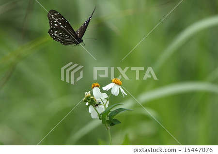 Creatures insects Bear Murasaki Madara, beautiful Butterfly, but one of the butterflies often seen on Ishigaki-jima ... Creatures insects Bear Murasaki Madara, beautiful Butterfly, but one of the butterflies often seen on Ishigaki-jima ... 15447076