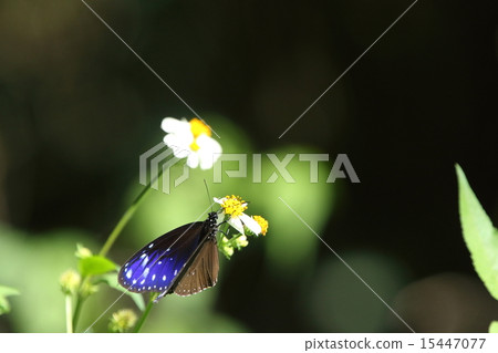 Living thing Insect Bear Murasaki Madara, feathers with stars covered with cobalt blue are beautiful 15447077