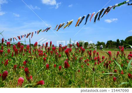 Carp streamer 15447090