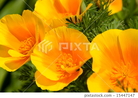 加州罌粟 15447147