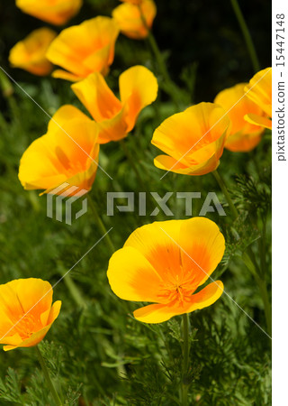 加州罌粟 15447148