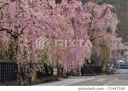 Kakunodate的櫻花 Kakunodate的櫻花 15447589